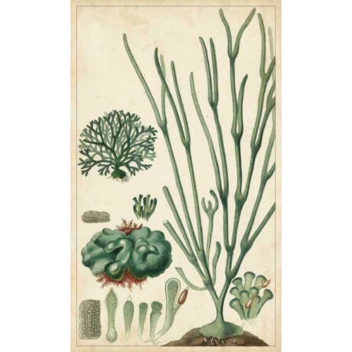 Turpin Seaweed VI