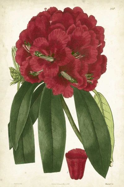 Antique Rhododendron I