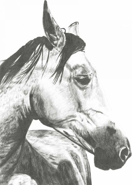 Wildlife Snapshot- Horse II