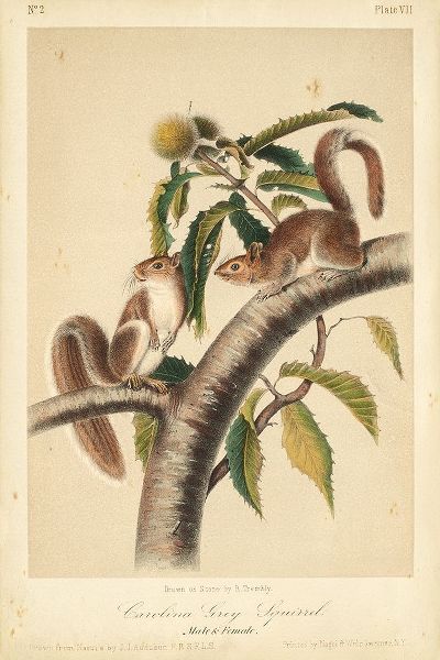 Audubon Squirrel I