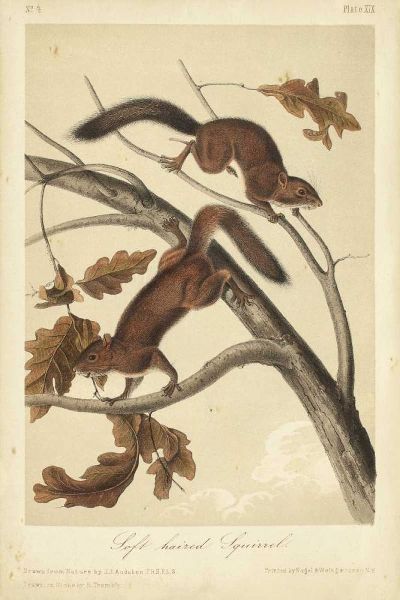 Audubon Squirrel III