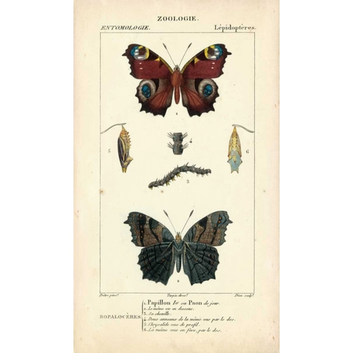 Antique Butterfly Study II