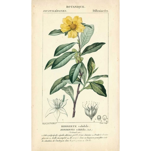Botanique Study in Yellow I