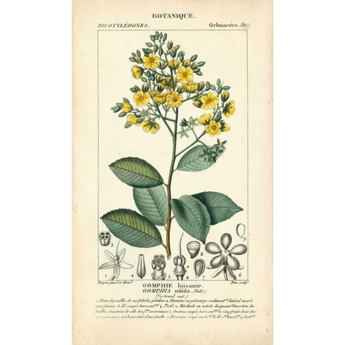 Botanique Study in Yellow II