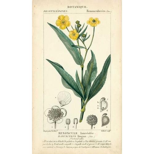 Botanique Study in Yellow III
