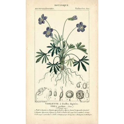Botanique Study in Lavender IV