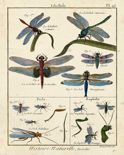 Histoire Naturelle Insects I