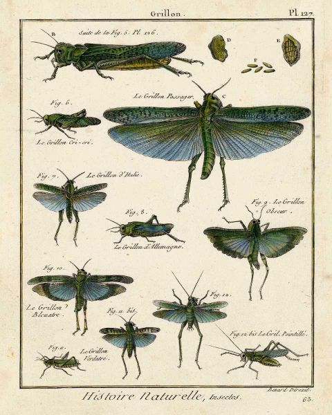 Histoire Naturelle Insects II