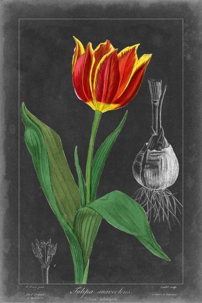 Midnight Tulip IV