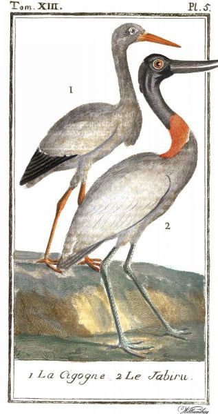 Buffon Cranes and Herons I