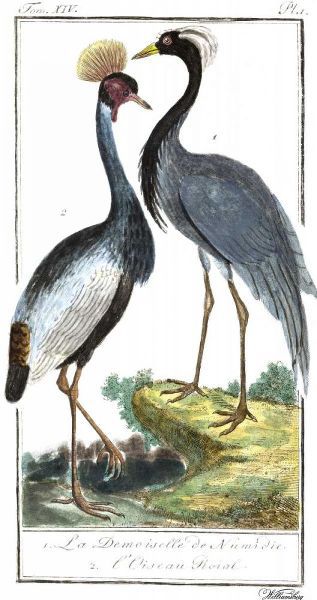 Buffon Cranes and Herons II