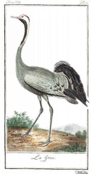 Buffon Cranes and Herons IV