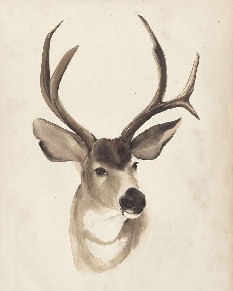 Watercolor Animal Study II