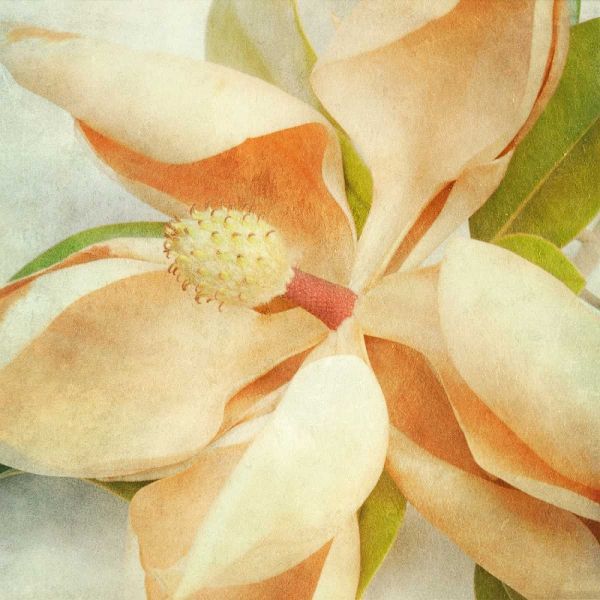 Vintage Magnolia I