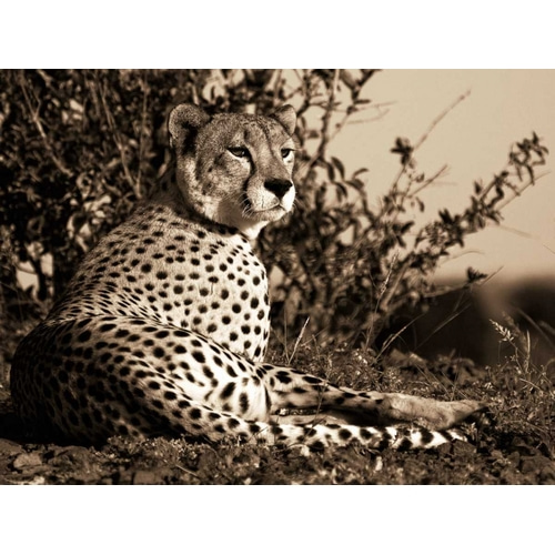 African Animals Series - Cheetah C