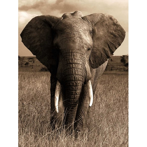 African Animals Series - Elephant A