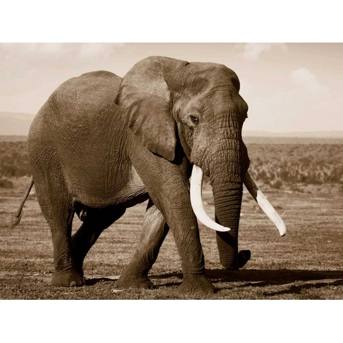 African Animals Series - Elephant B
