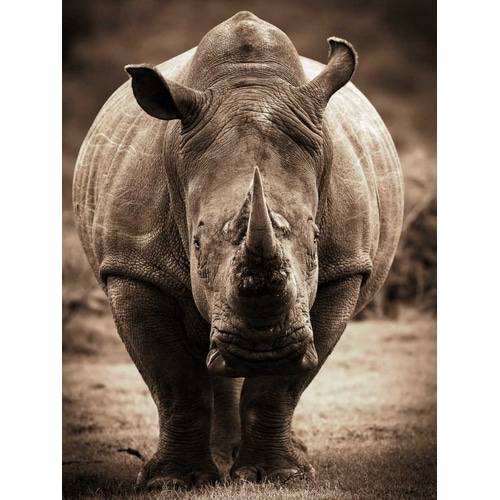 African Animals Series - Rhino C