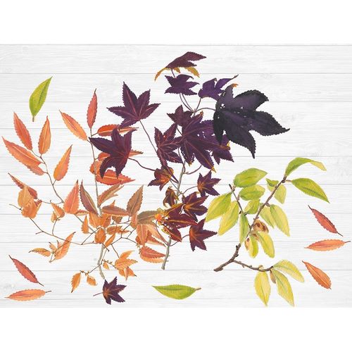Sweet Foliage Collection A