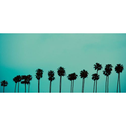 Palms in Color