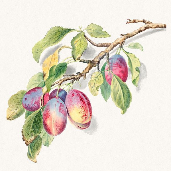 Anonymous 아티스트의 A branch of ripe plums 작품