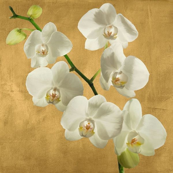 Antinori, Andrea 아티스트의 Orchids on a Golden Background I 작품