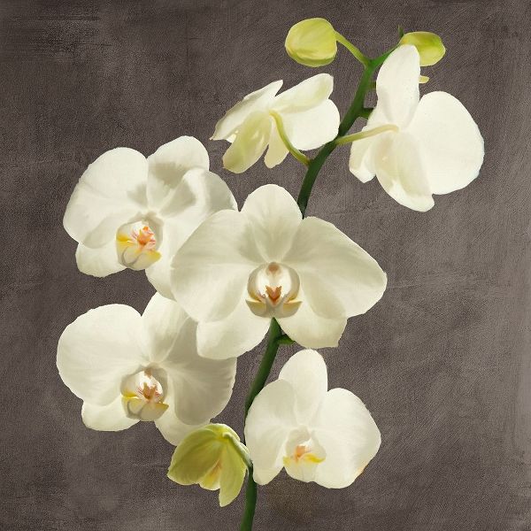 Antinori, Andrea 아티스트의 Orchids on Grey Background II 작품