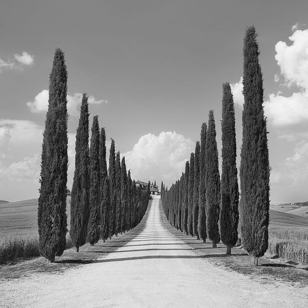 Cypress alley- San Quirico dOrcia- Tuscany (detail)