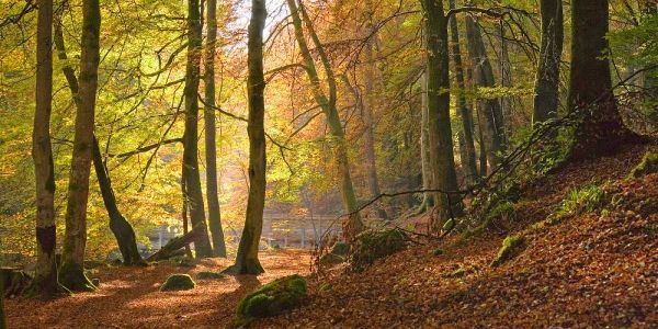 Autumn beech woods Birks o Aberfeldy