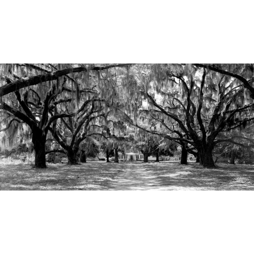 Avenue of oaks, South Carolina