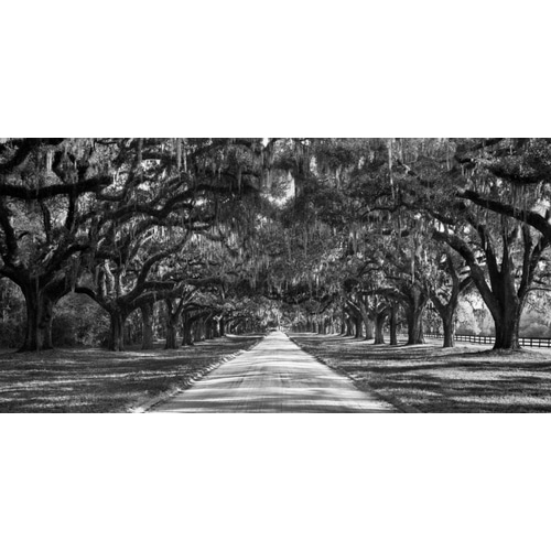 Tree lined plantation entrance, South Carolina