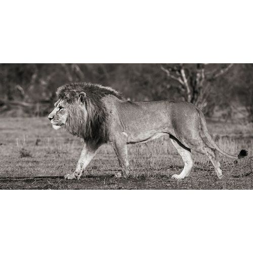 Lion walking in African Savannah