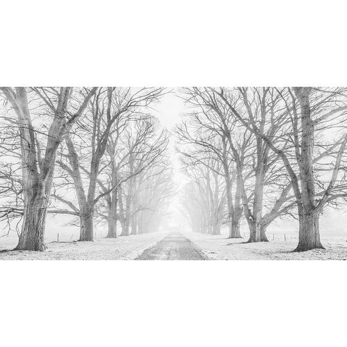 Tree lined road in the snow