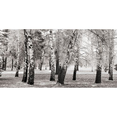 Birches in a Park