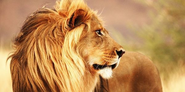 Male lion, Namibia (detail)