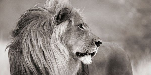 Male lion, Namibia (detail, BW)