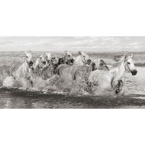 Herd of Horses- Camargue