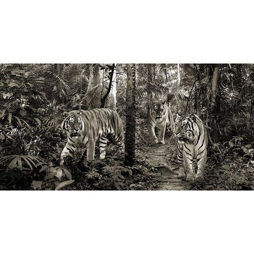 Bengal Tigers (detail- BW)