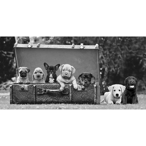 Pangea Images 아티스트의 Dog Pups in a Suitcase작품입니다.
