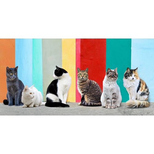 Pangea Images 아티스트의 Cats in the Sun작품입니다.