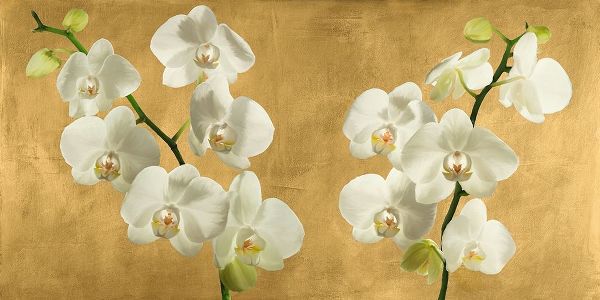Antinori, Andrea 아티스트의 Orchids on a Golden Background 작품