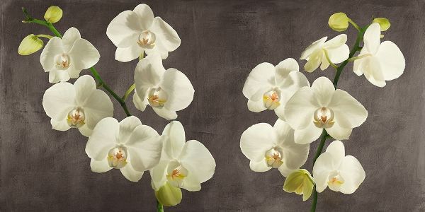 Antinori, Andrea 아티스트의 Orchids on Grey Background 작품