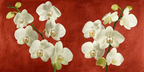 Antinori, Andrea 아티스트의 Orchids on Red Background 작품
