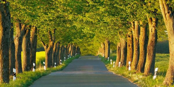 Lime tree alley, Mecklenburg Lake District, Germany
