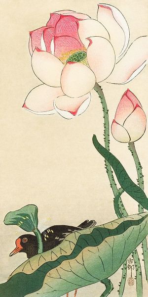 Koson, Ohara 아티스트의 Lotus Flowers작품입니다.