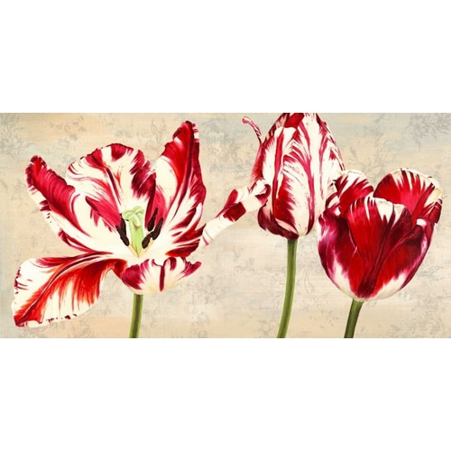 Tulipes Royales