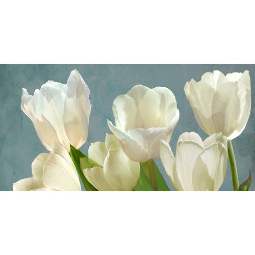 White Tulips on Blue