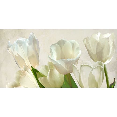 White Tulips (detail)