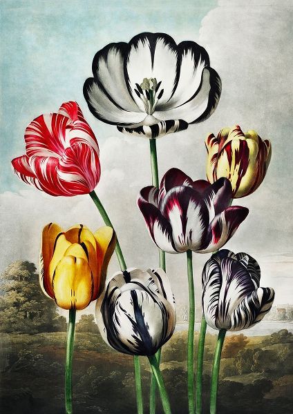 Tulips from The Temple of Flora
