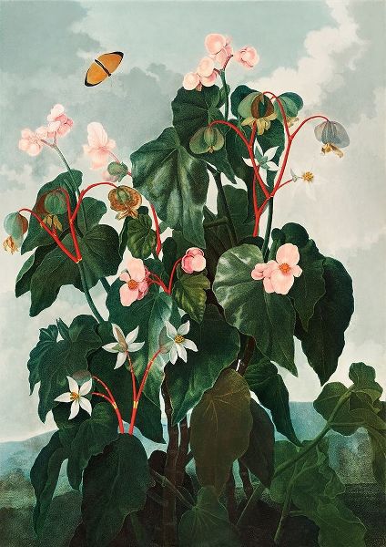 Thornton, Robert John 아티스트의 Begonia from The Temple of Flora 작품